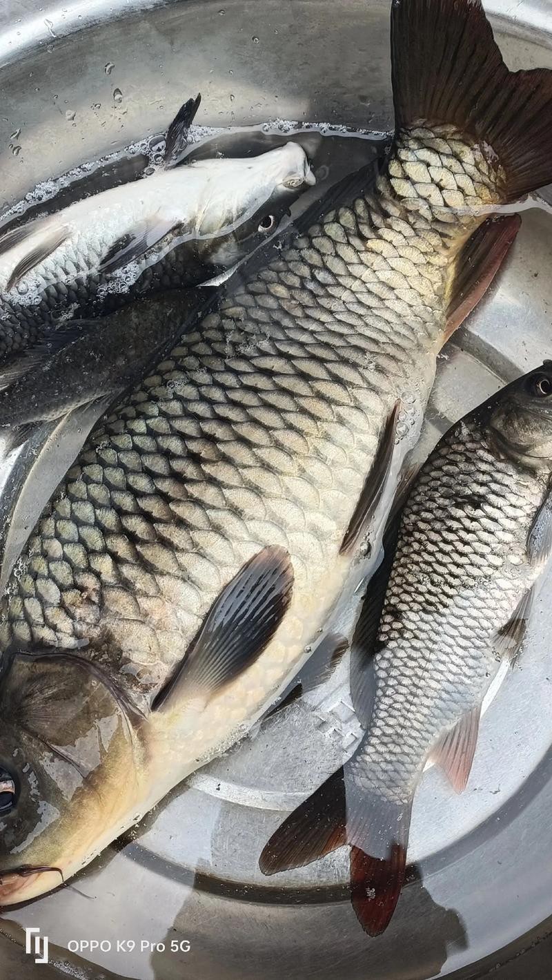 魚圖片大全大圖真實