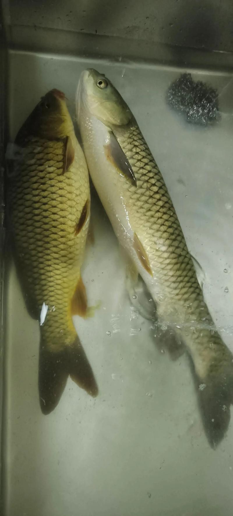 魚圖片大全大圖真實