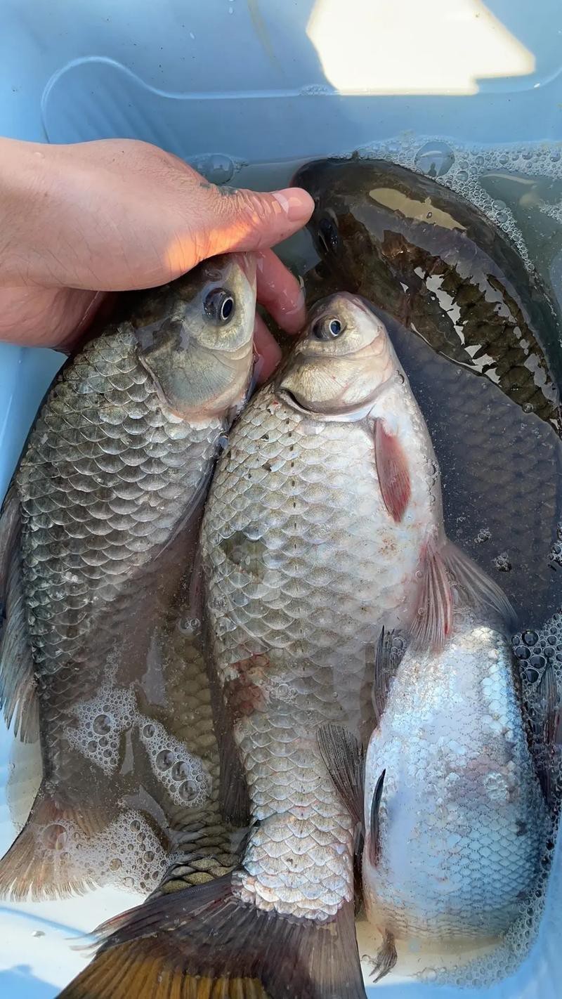 魚圖片大全大圖真實
