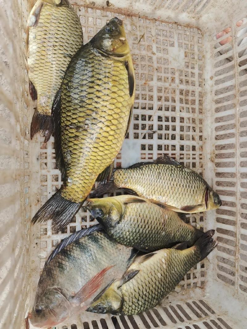 魚圖片大全大圖真實