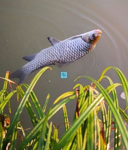 魚圖片大全大圖真實