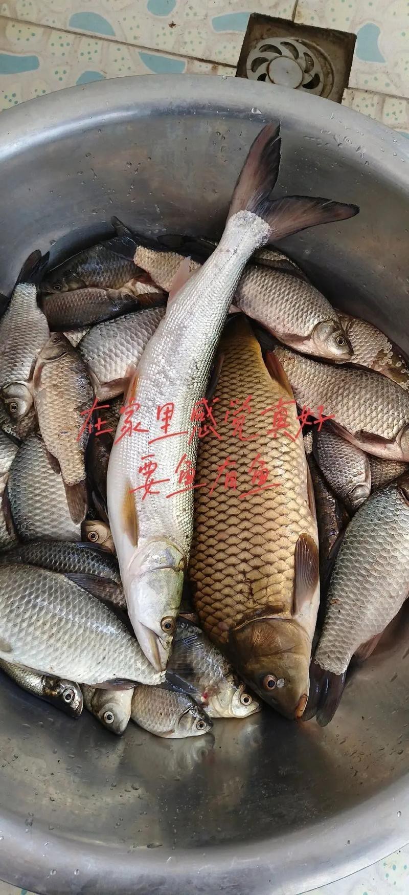 魚圖片大全大圖真實