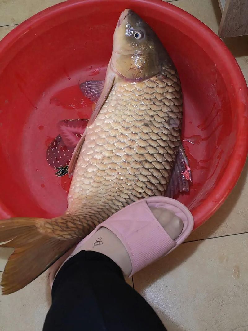 魚圖片大全大圖真實