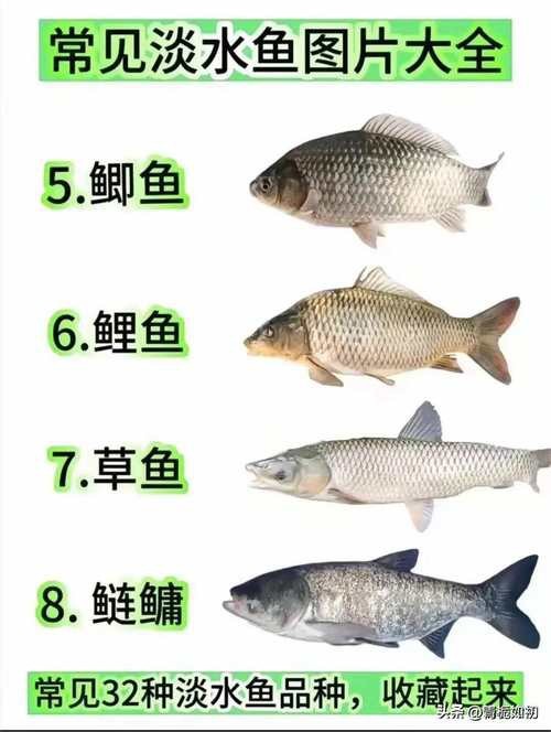魚圖片大全大圖真實
