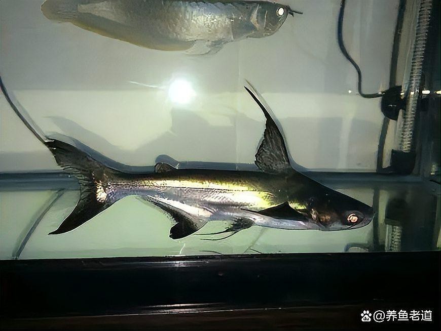 如何搭配其他魚種與龍魚混養？