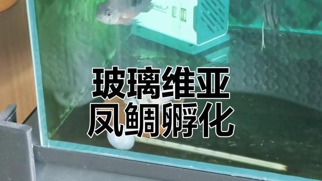 非洲鳳凰魚的繁殖視頻 非洲鳳凰魚的繁殖視頻 龍魚論壇 第1張
