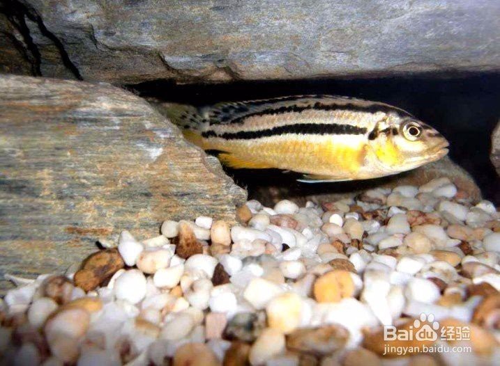 非洲鳳凰魚的繁殖視頻 非洲鳳凰魚的繁殖視頻 龍魚論壇 第2張