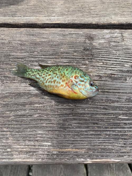 如何區分養殖和野生龍躉？
