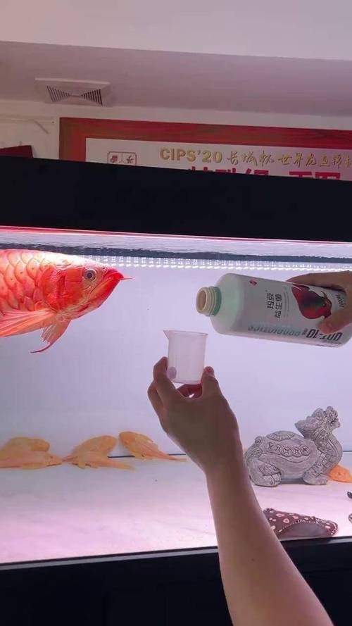龍魚厭食期間應該喂什么食物？ 龍魚厭食期間應該喂什么食物？ 龍魚百科 第6張