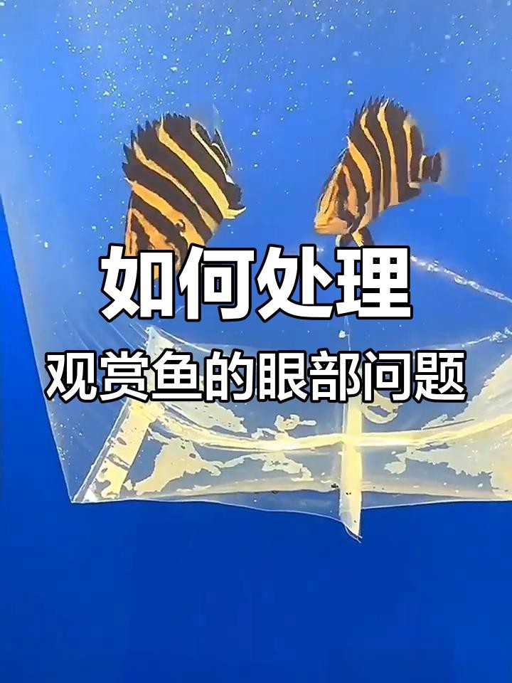 如何預防銀龍魚眼睛白膜的傳染？ 如何預防銀龍魚眼睛白膜的傳染？ 龍魚百科 第8張