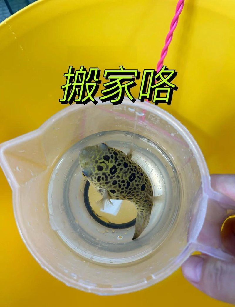 28度和30度哪個更適合紅龍魚？（[需手動填充]和30℃哪個更適合紅龍魚？）