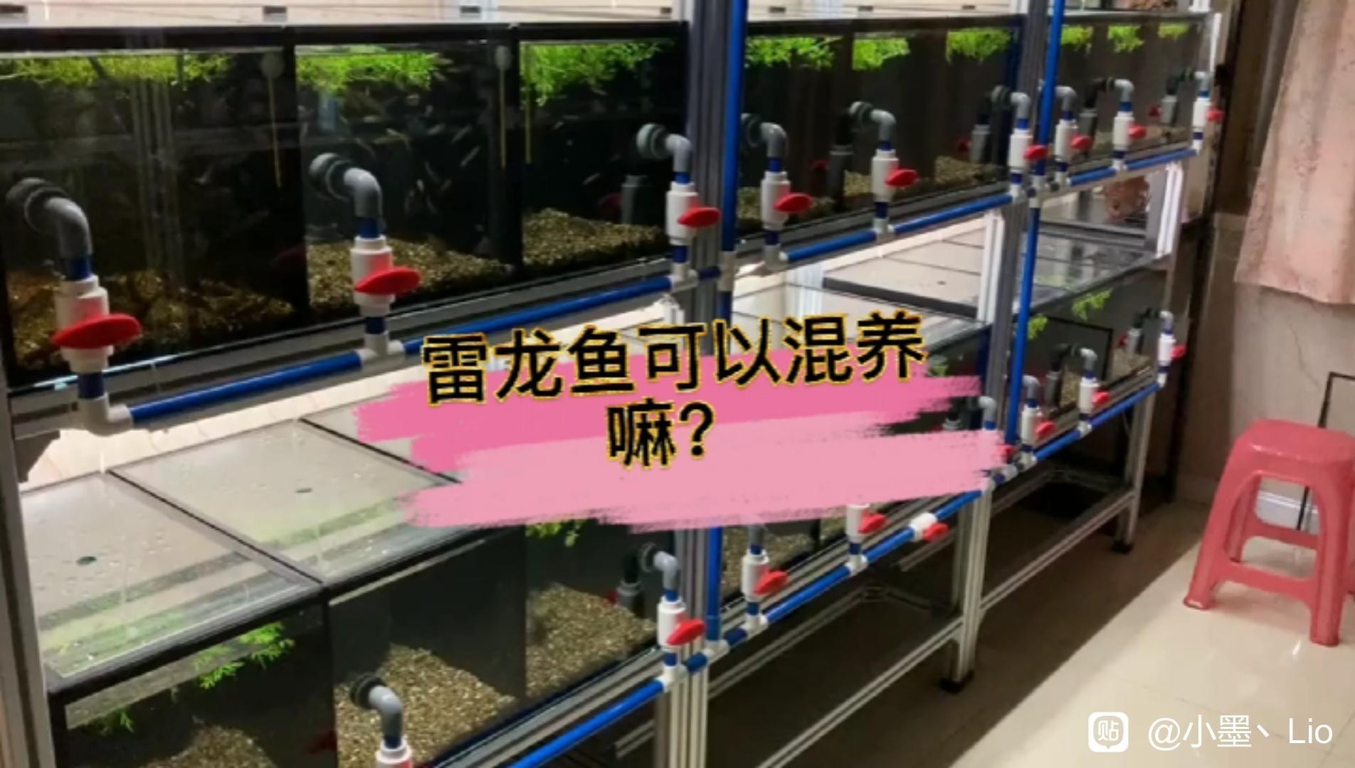 雷龍魚混養的最佳搭配是什么