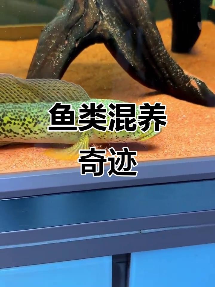 雷龍魚混養的最佳搭配是什么