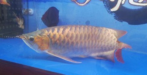 天氣熱龍魚不吃東西