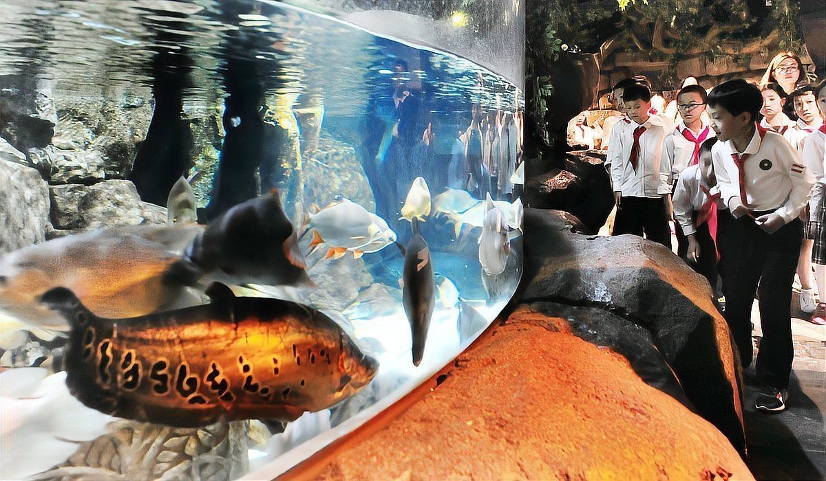 六角恐龍魚(yú)討厭你的表現(xiàn)