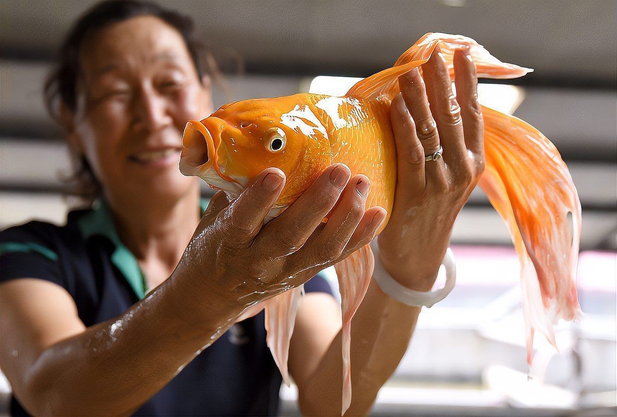 蝴蝶鯉魚飼料排名前十名 蝴蝶鯉魚飼料排名前十名 龍魚論壇 第1張
