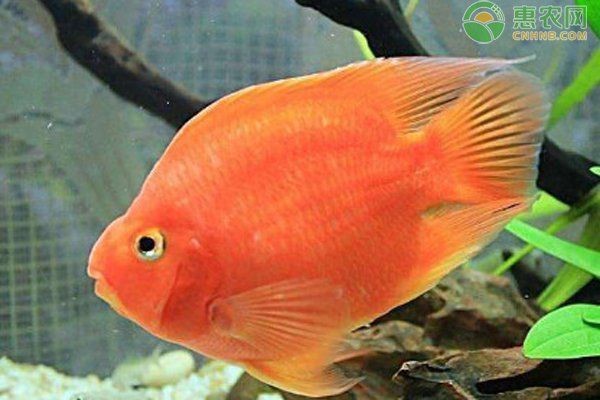 紅黃元寶鸚鵡魚最簡單三個顏色