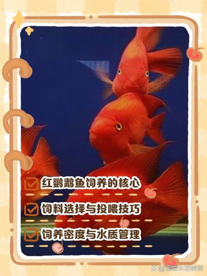 紅黃元寶鸚鵡魚最簡單三個顏色