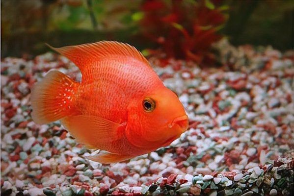 紅黃元寶鸚鵡魚最簡單三個顏色