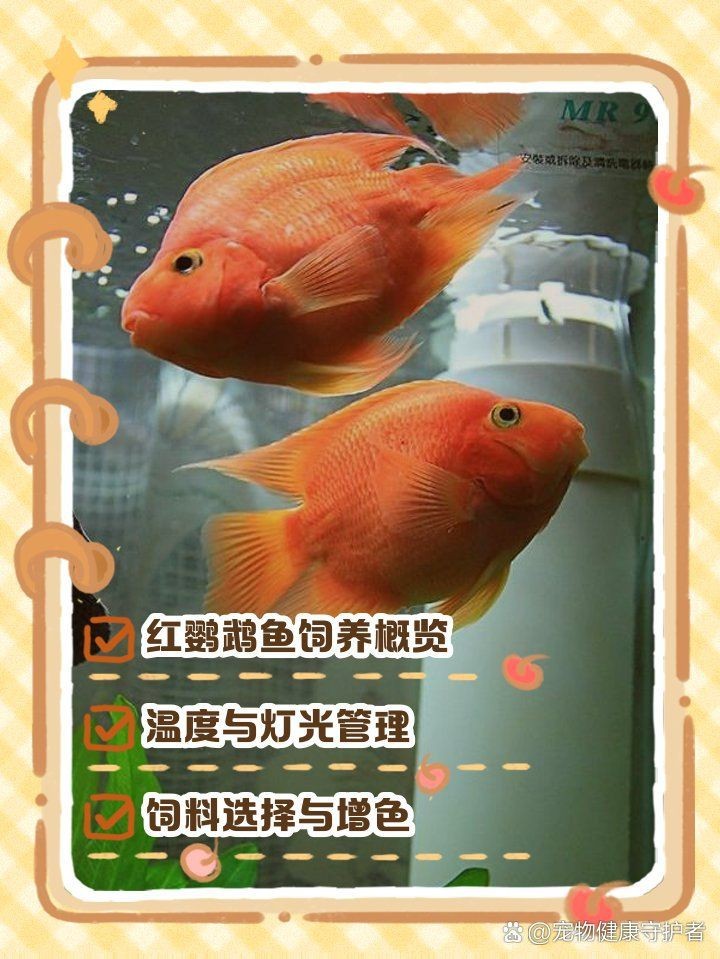 紅黃元寶鸚鵡魚最簡單三個顏色