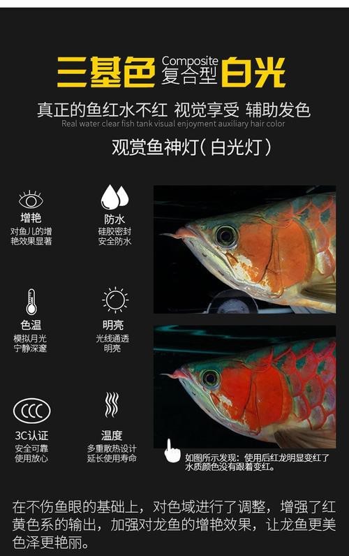 紅龍魚黃燈和白燈區(qū)別是什么圖片