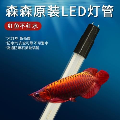 紅龍魚黃燈和白燈區(qū)別是什么圖片