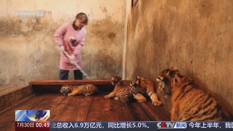 虎苗5號今日新聞聯(lián)播