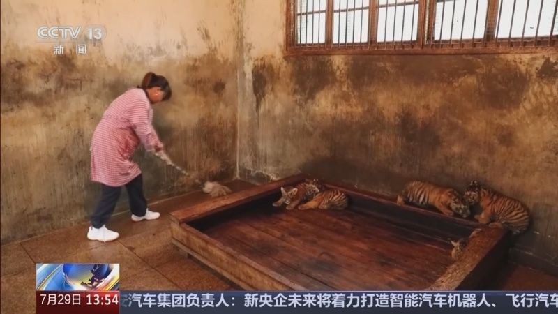 虎苗5號今日新聞聯(lián)播