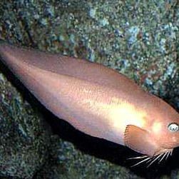紅頭獅子魚