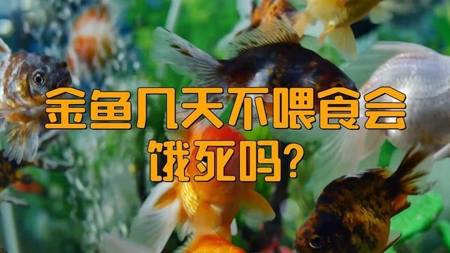 金龍魚長期不吃東西會死嗎？