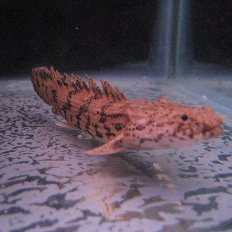 虎紋恐龍王魚最貴三個品種