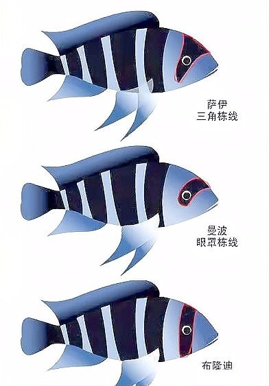 薩伊藍(lán)六間能和龍魚混養(yǎng)嗎