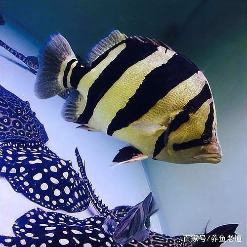 虎魚吃什么長得快 虎魚吃什么長得快 龍魚論壇 第2張