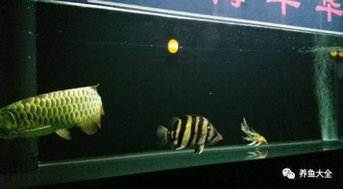 虎魚吃什么長得快 虎魚吃什么長得快 龍魚論壇 第4張
