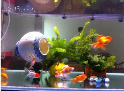 雞東縣小冰魚水族商店（雞東縣小冰魚水族商店地址） 雞東縣小冰魚水族商店（雞東縣小冰魚水族商店地址） 全國水族館企業名錄
