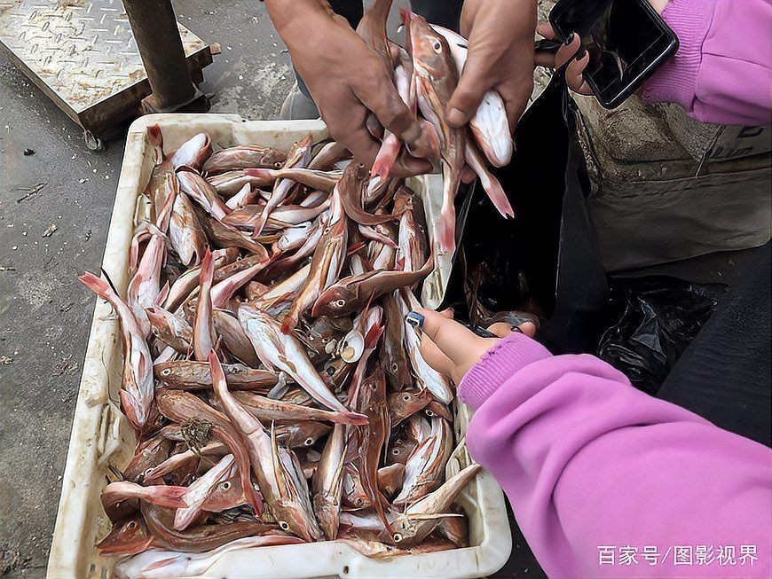 紅頭利魚是什么檔次