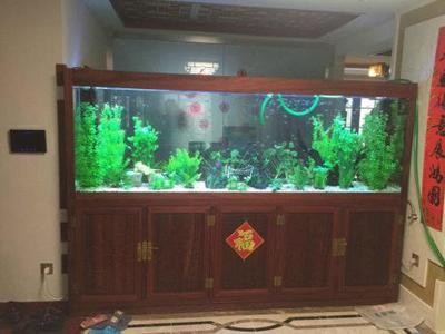 我的虎魚真菌感染了要怎么處理 頂級銀龍魚(極品銀龍魚) 銀龍魚百科 頂級銀龍魚(極品銀龍魚) 頂級銀龍魚(極品銀龍魚) 銀龍魚百科