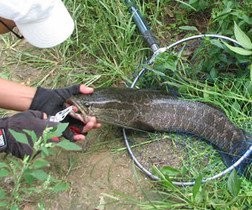 雷龍魚和黑魚哪個更常見