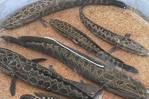 雷龍魚和黑魚哪個更常見