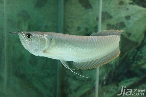銀龍魚吃什么長得肥壯快
