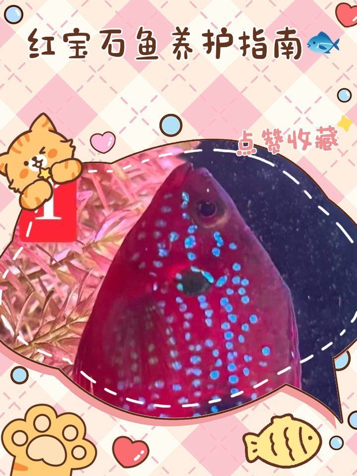 紅寶石魚混養最佳搭配表 紅寶石魚混養最佳搭配表 龍魚論壇 第3張