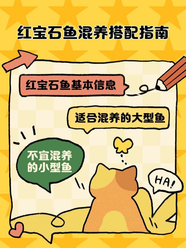 紅寶石魚混養最佳搭配表 紅寶石魚混養最佳搭配表 龍魚論壇 第1張
