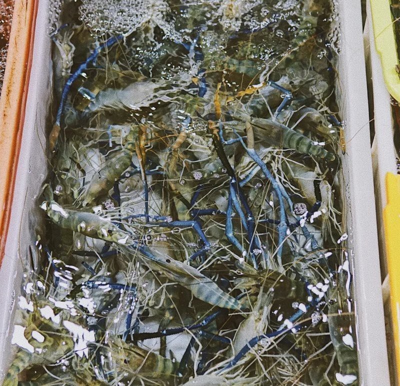 深圳最大的觀賞魚市場 深圳最大的觀賞魚市場 龍魚論壇 第4張