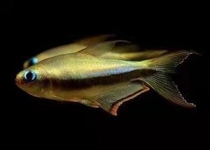 龍魚缸用什么燈是黃色的呢圖片