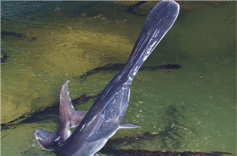 撒旦鴨嘴魚多少錢 撒旦鴨嘴魚多少錢 龍魚論壇 第3張