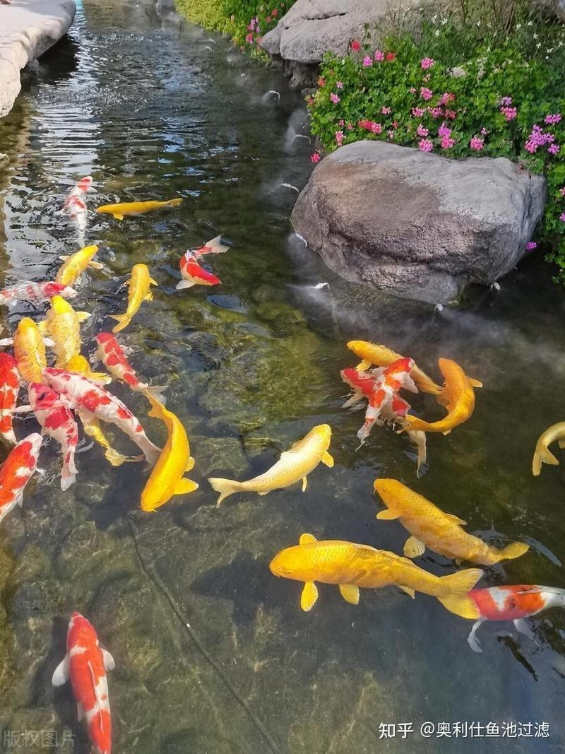 龍魚和錦鯉風(fēng)水大忌