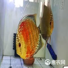 七彩魚野彩f1價格 七彩魚野彩f1價格 龍魚論壇 第3張