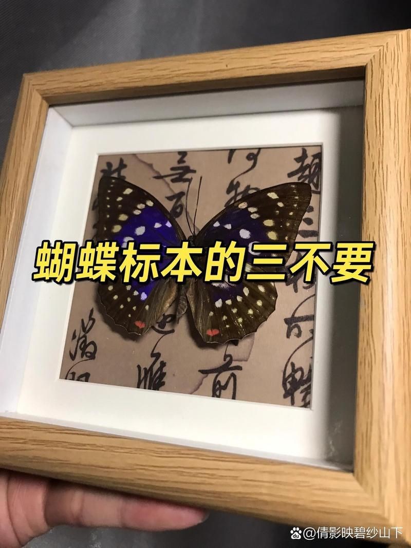 蝴蝶標本不能亂送人