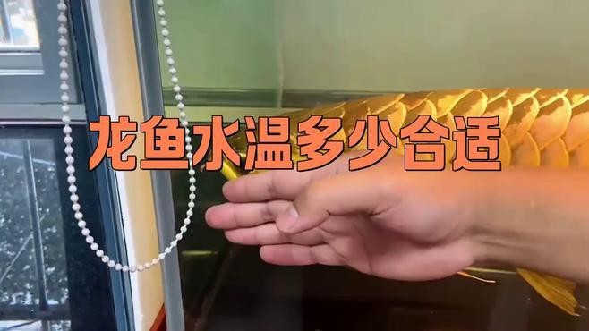紅龍魚最佳發色溫度