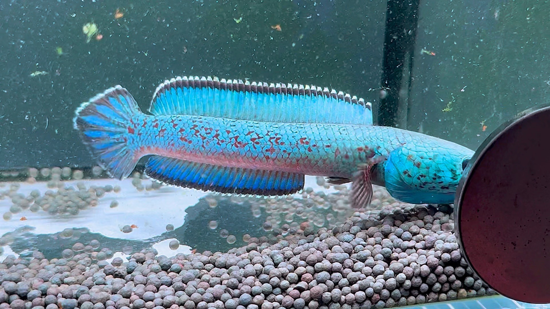 1米魚缸如何造景（1米魚缸造景材料清單） 1米魚缸如何造景（1米魚缸造景材料清單） 魚缸百科